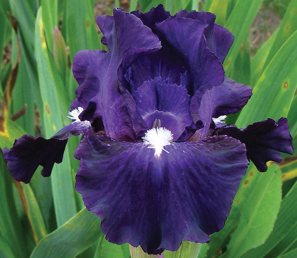 Midnight Ice Iris – Sutton Iris