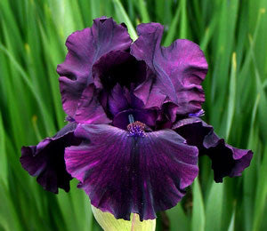 Midnight Sharp Iris – Sutton Iris