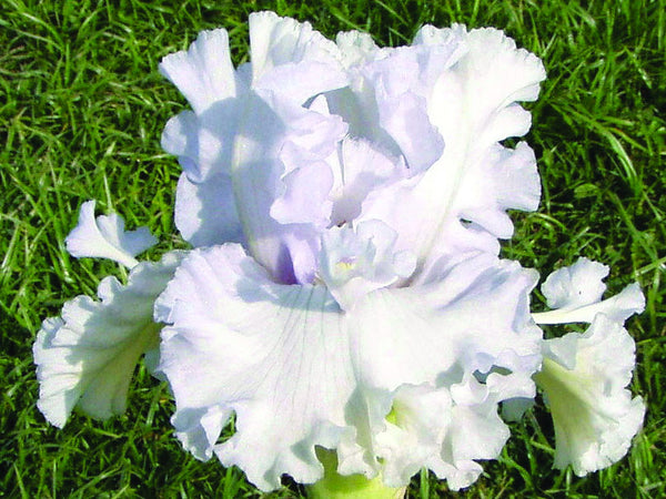 Iris blanc PURE INNOCENCE - Iris du Val de Drôme