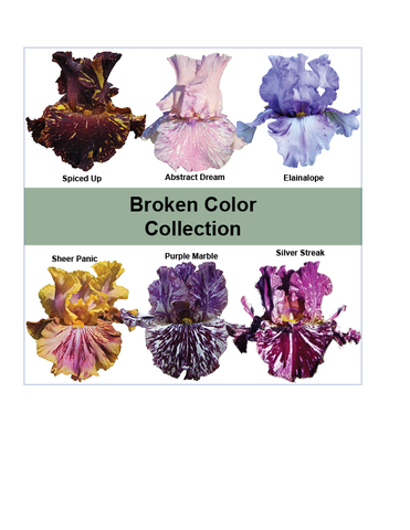 2025 Broken Color Collection