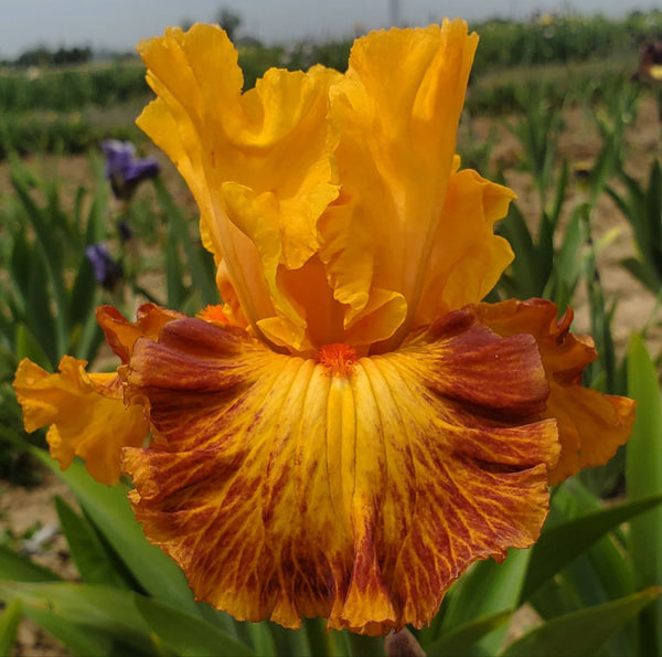 day-of-reckoning-sutton-iris