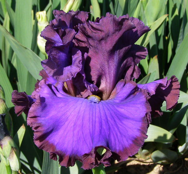 Faithful – Sutton Iris