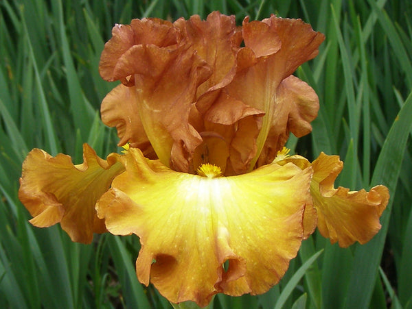 Harmonic Elegance – Sutton Iris