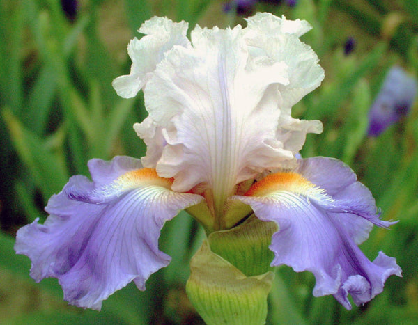 Skyhopper – Sutton Iris