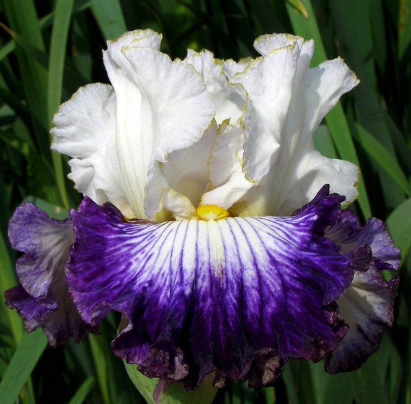 Snow Creek Falls – Sutton Iris