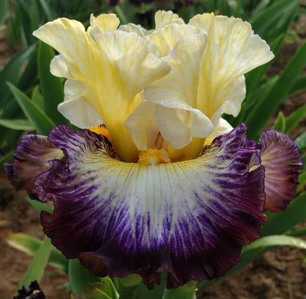 Sonic Blast – Sutton Iris