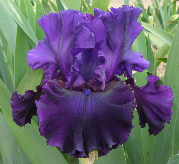 Revitalize – Sutton Iris